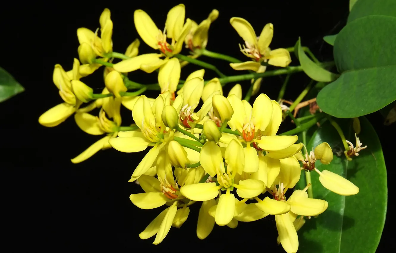 Photo wallpaper flowers, yellow, sprig