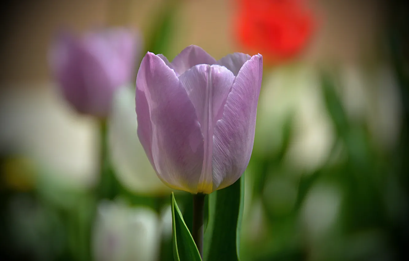 Photo wallpaper spring, bokeh, bokeh, spring, Lilac Tulip, Lilac tulip