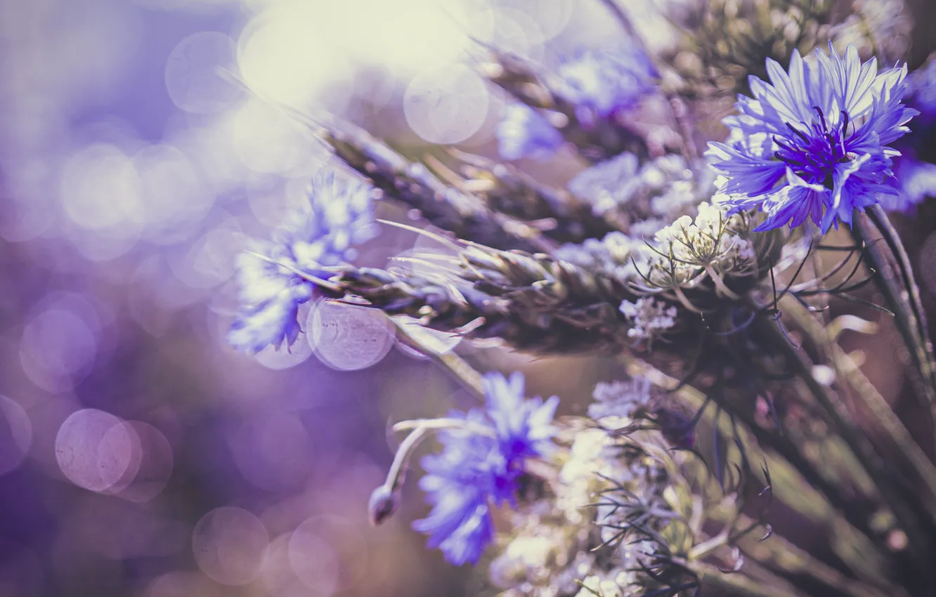 Photo wallpaper flowers, bouquet, ears, bokeh, cornflowers