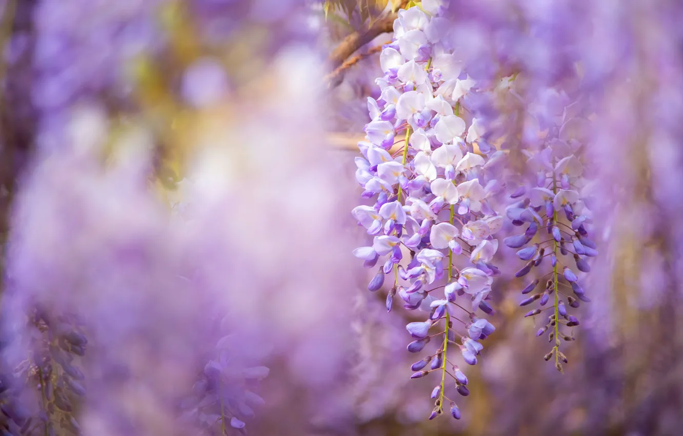 Photo wallpaper flowers, background, spring, flowering, lilac, Wisteria, Wisteria