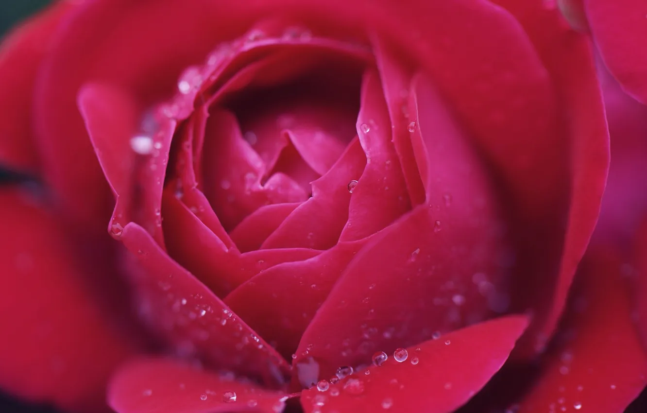 Photo wallpaper macro, flowers, roses, pink
