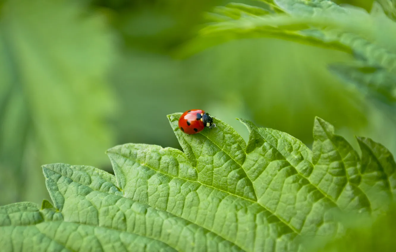 Photo wallpaper greens, summer, leaves, macro, ladybug, cows, ladybug, Of GOD