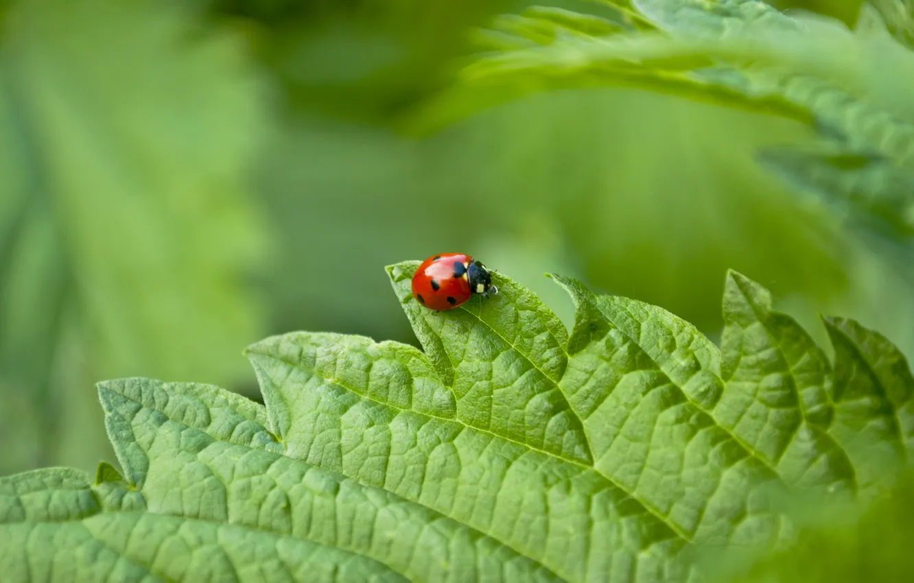 Photo wallpaper greens, summer, leaves, macro, ladybug, cow, of God, ladybugs