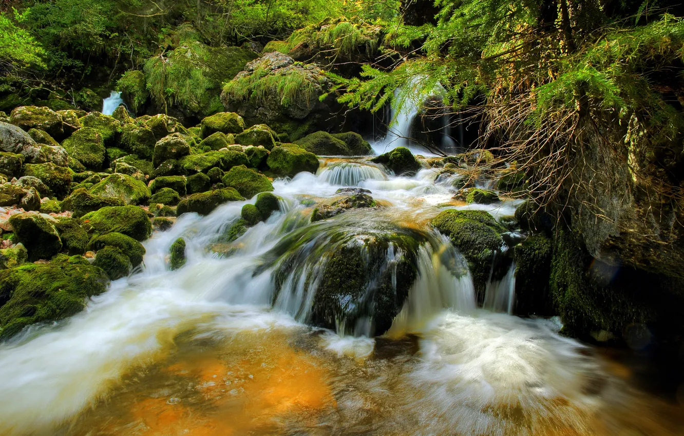 Photo wallpaper forest, water, trees, river, stones, moss