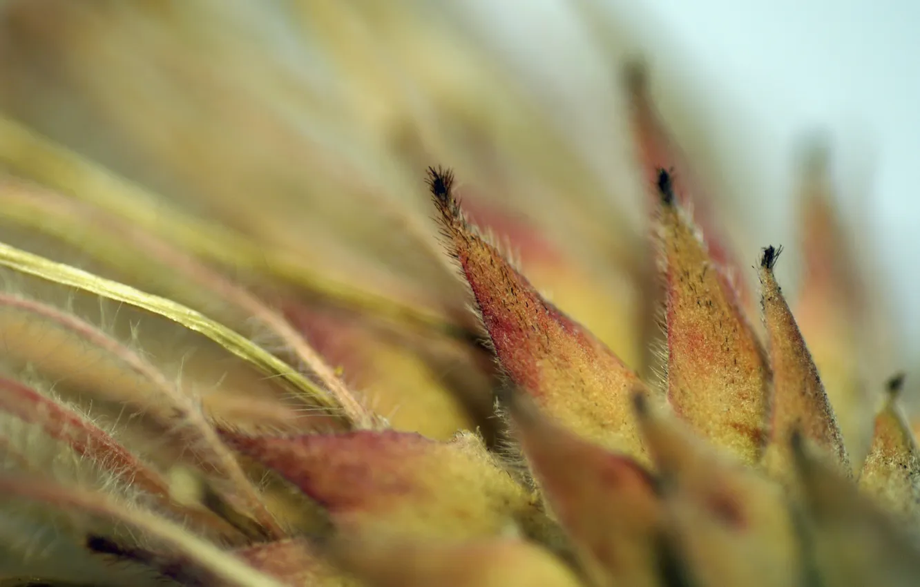 Photo wallpaper leaves, edge, villi