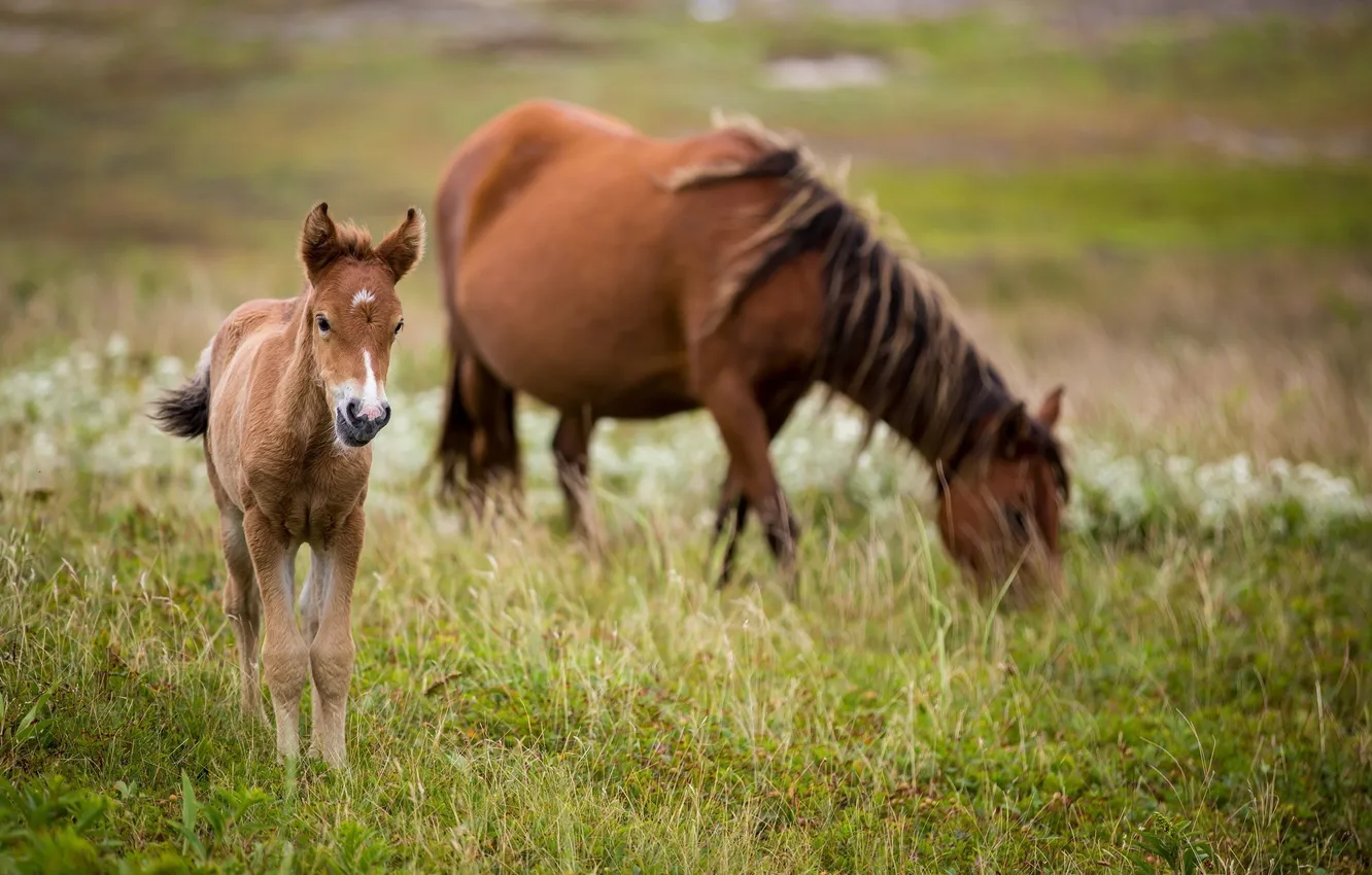 Photo wallpaper grass, baby, horse, family, pasture, pair, mom, foal