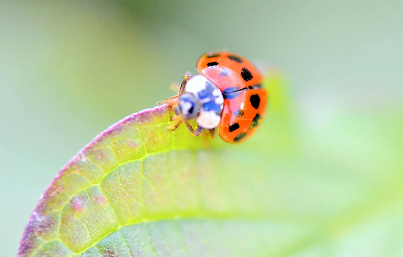Photo wallpaper leaves, nature, ladybug, beetle, insect