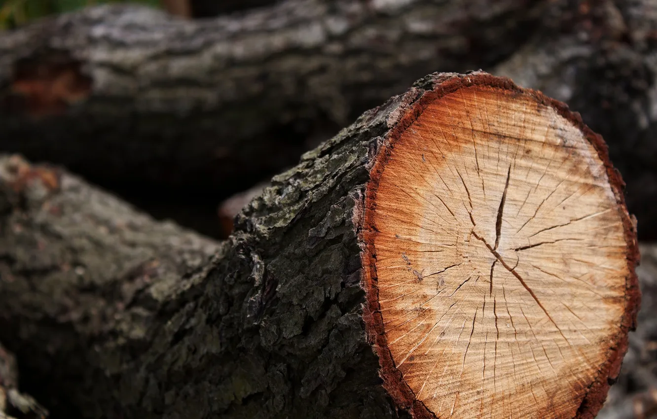 Photo wallpaper trees, log, spil