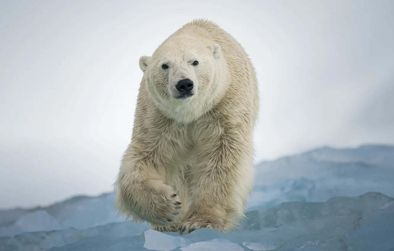 Photo wallpaper ice, winter, look, face, snow, mountains, pose, fog