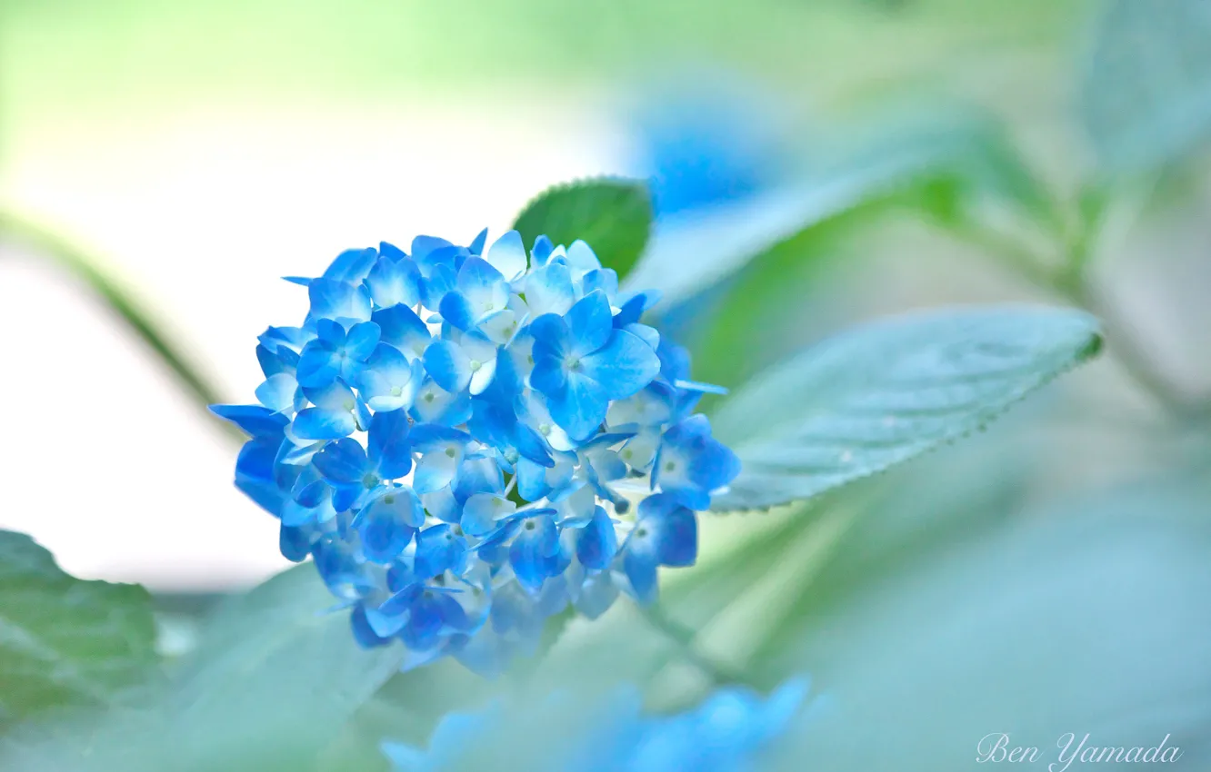 Photo wallpaper flowering, hydrangea, I Yamada