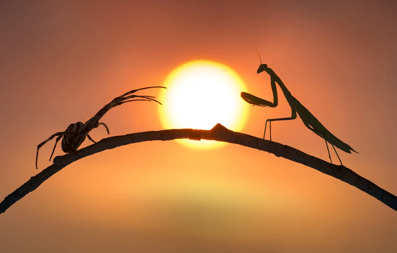 Photo wallpaper spider, mantis, silhouette