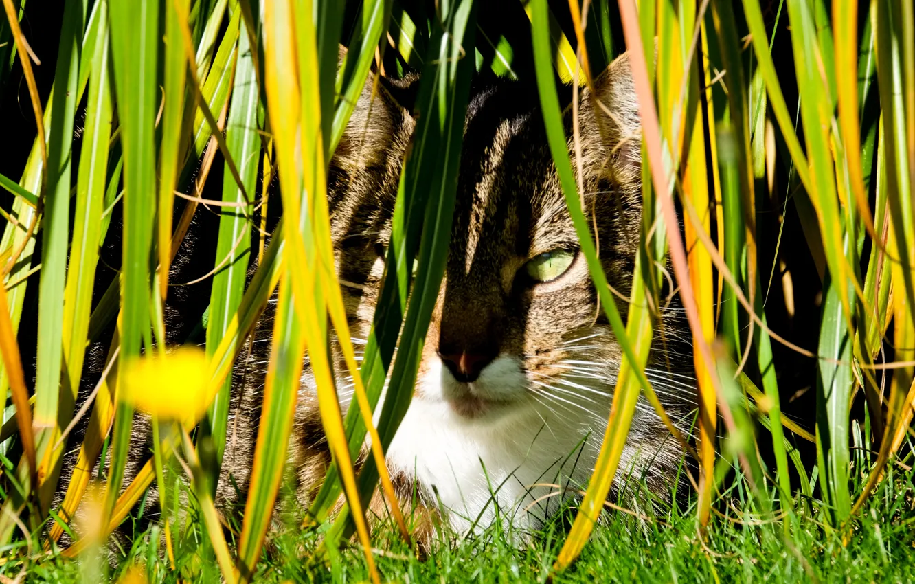 Photo wallpaper cat, autumn, plant, meadow, hidden