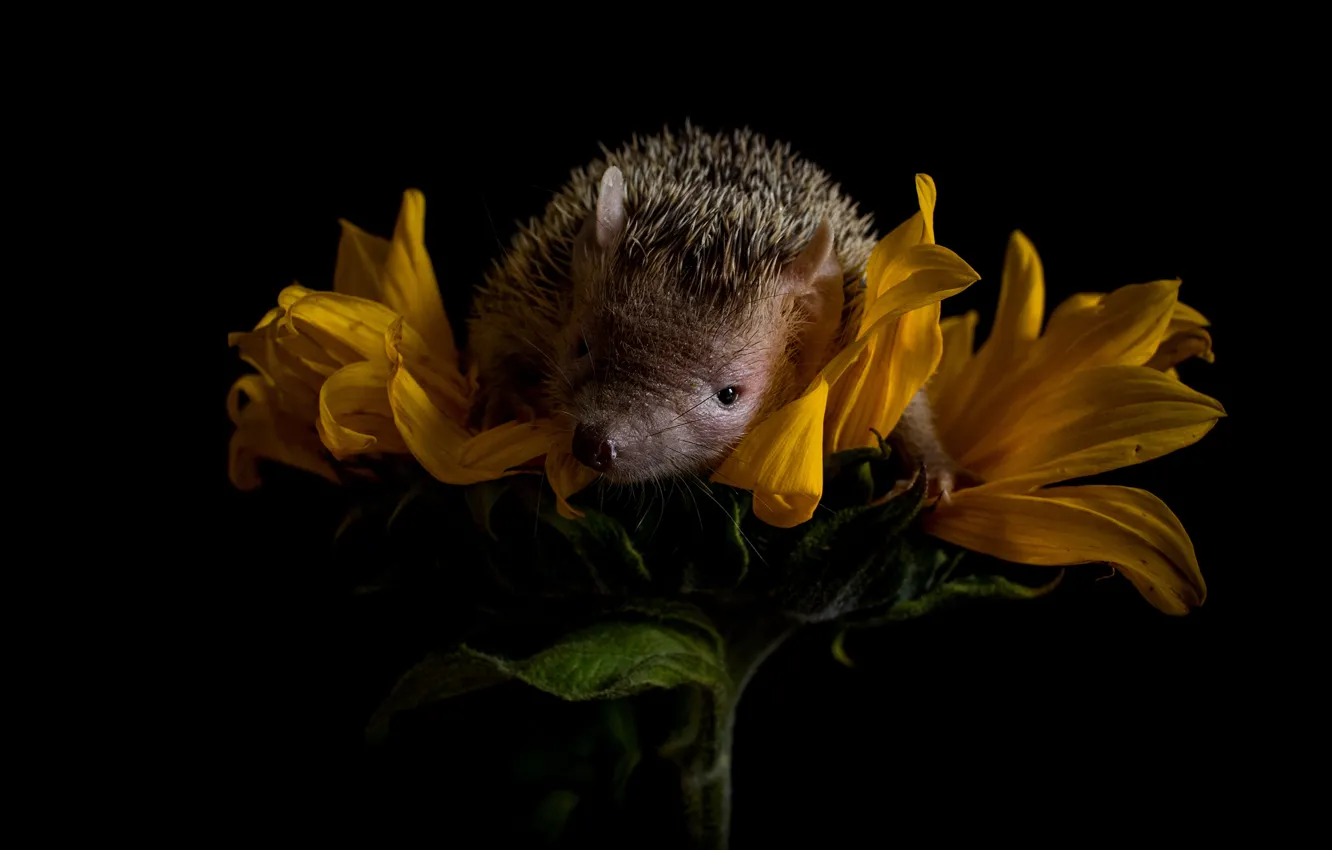 Photo wallpaper sunflowers, flowers, yellow, sweetheart, petals, muzzle, lies, black background