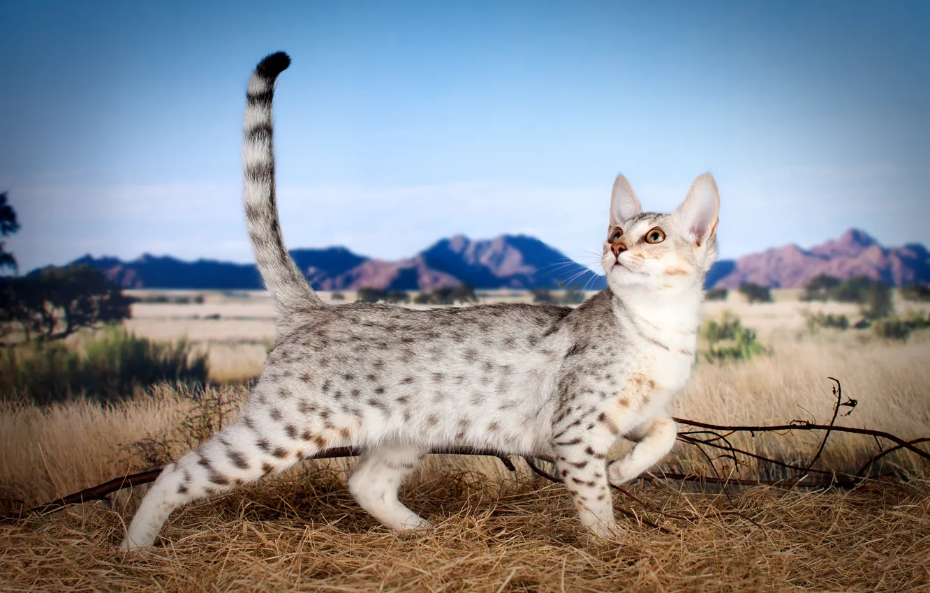 Photo wallpaper field, cat, the sky, cat, mountains, branches, nature, pose