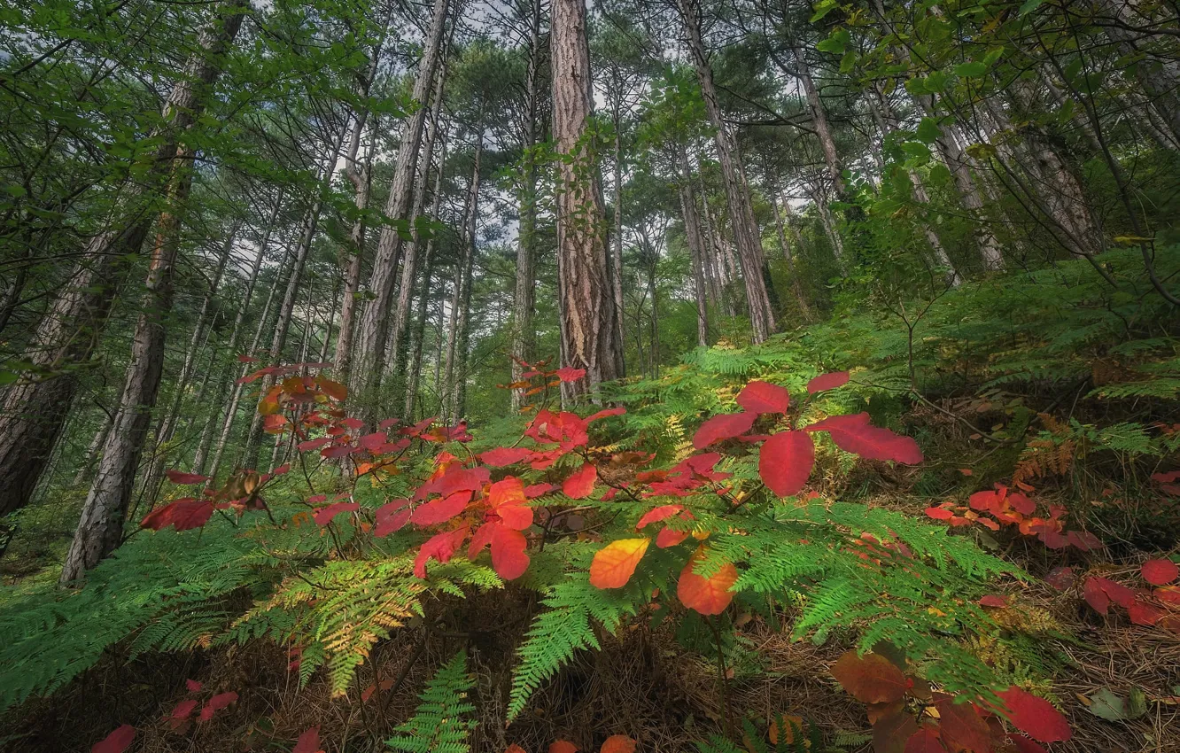 Photo wallpaper forest, trees, nature, foliage, the bushes