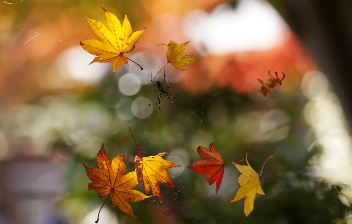 Photo wallpaper autumn, macro, foliage, web, spider, bokeh