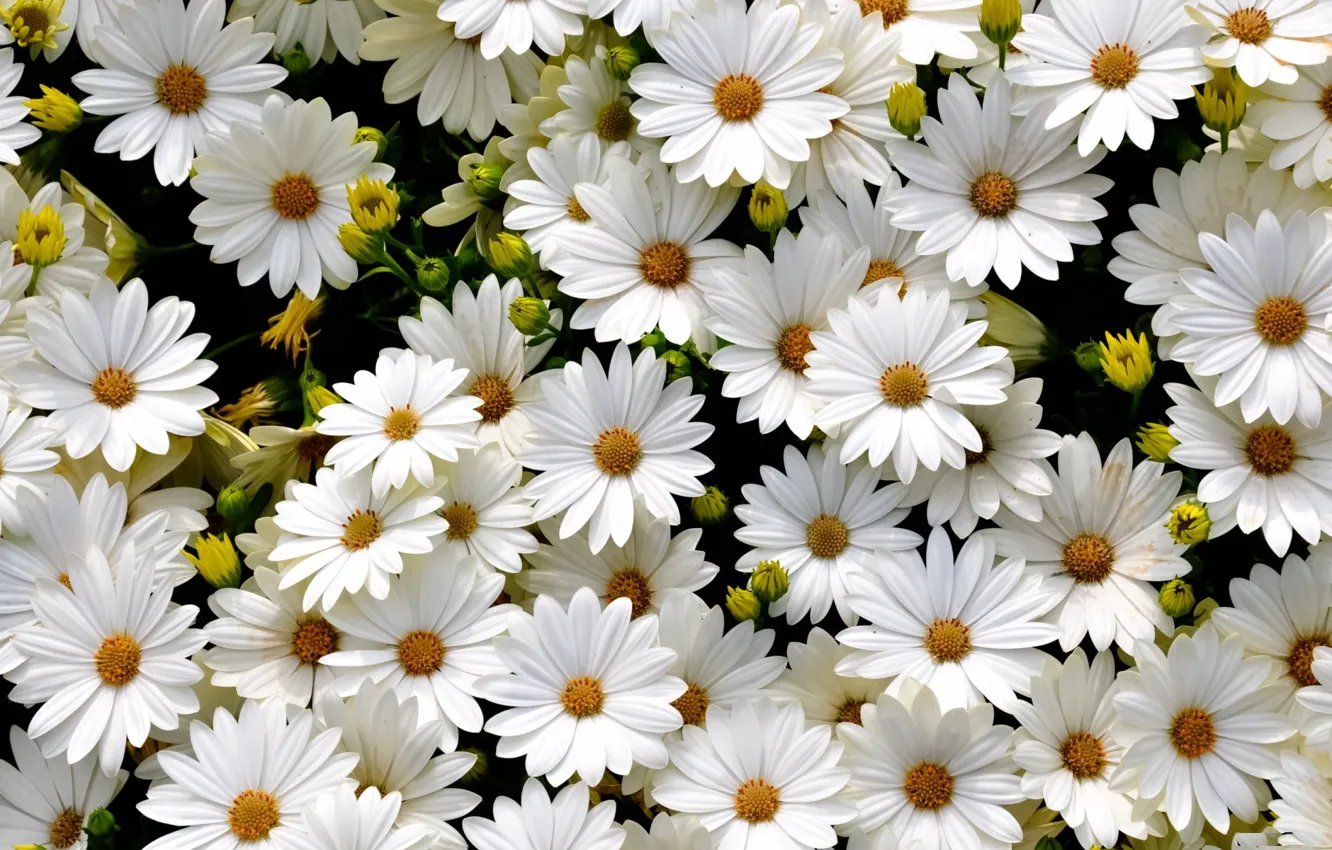 Photo wallpaper field, white, petals, Daisy