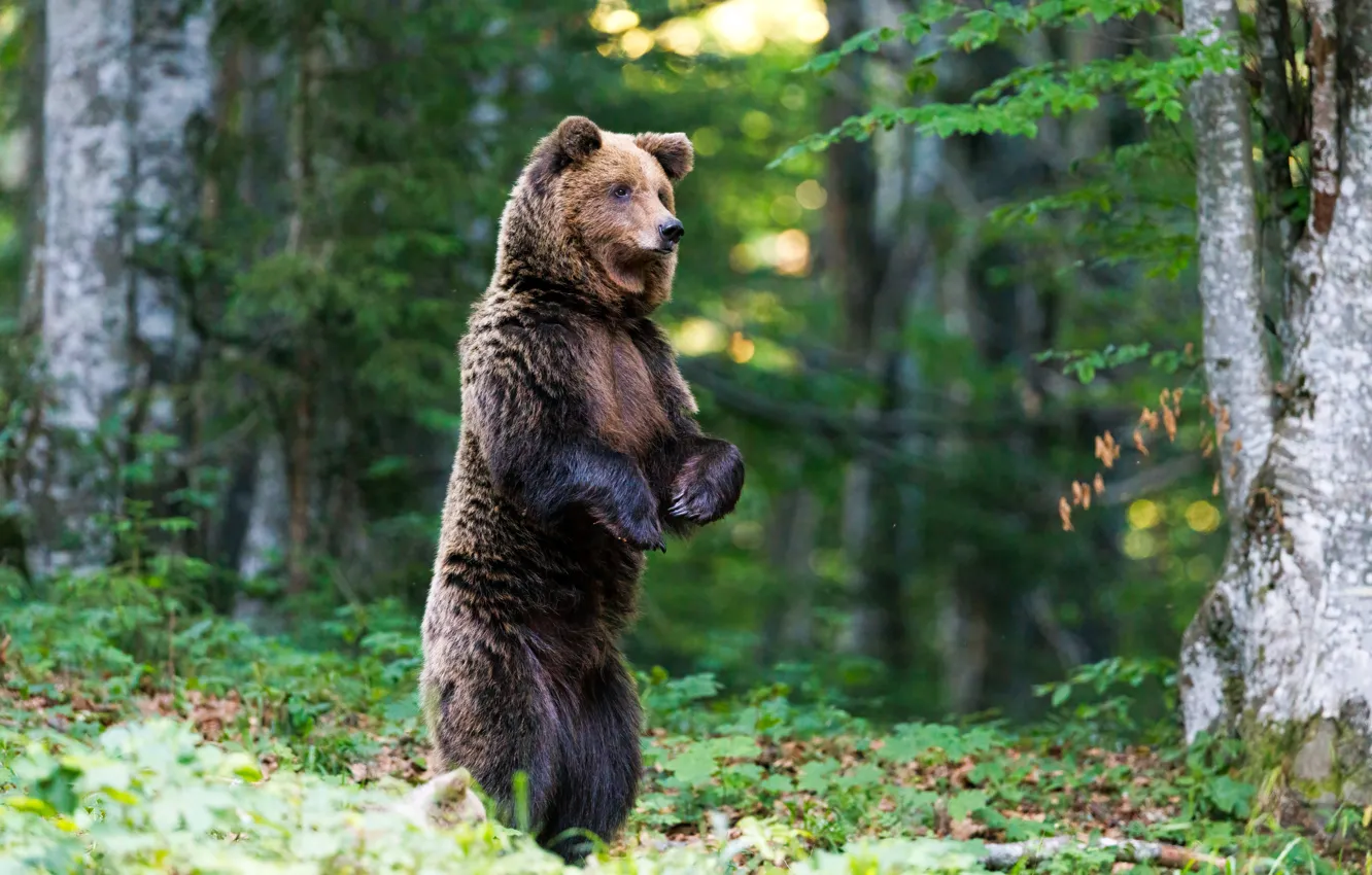 Photo wallpaper forest, nature, pose, bear, bear