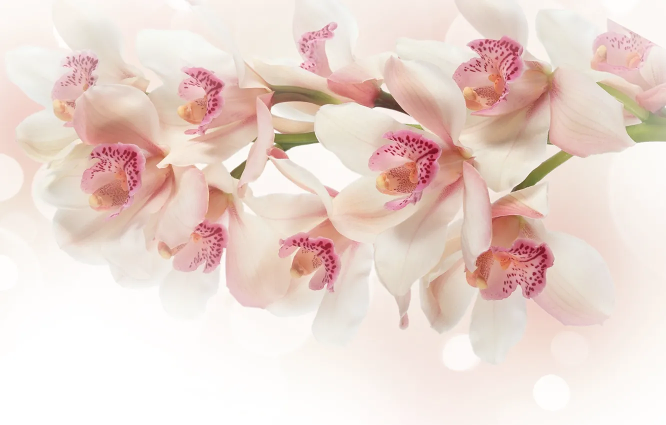 Photo wallpaper flowers, branch, pink, white, Orchid