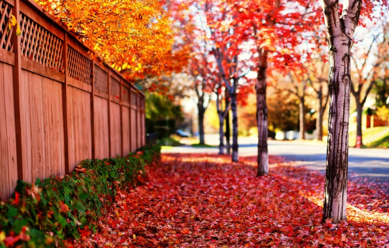 Photo wallpaper road, leaves, the sun, trees, landscape, flowers, nature, background