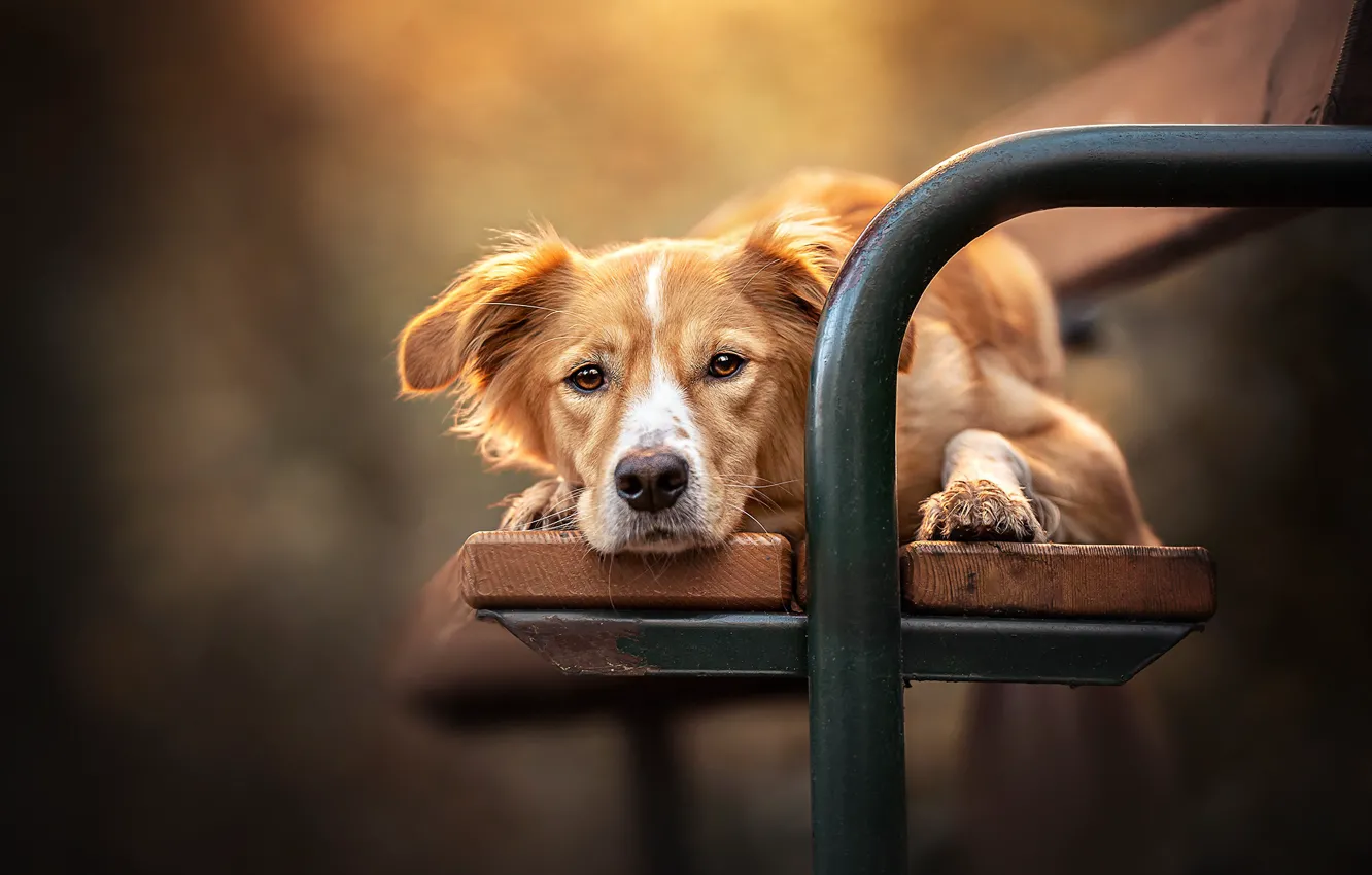 Photo wallpaper look, face, bench, background, dog