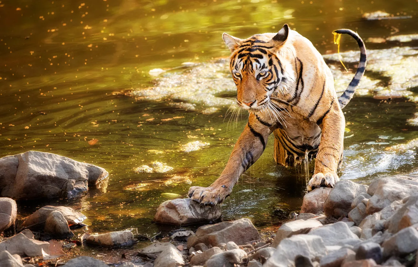 Photo wallpaper water, tiger, stones, shore, pond