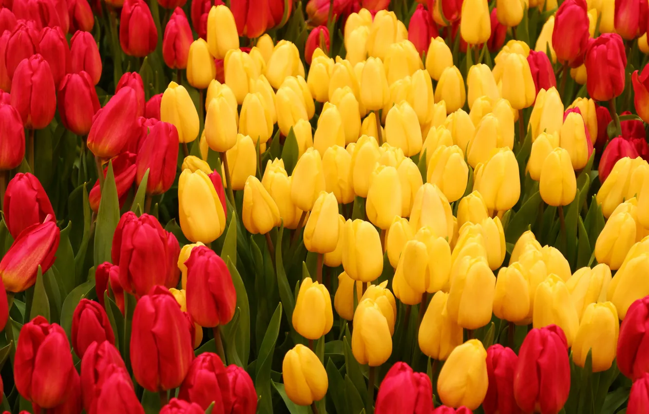 Photo wallpaper yellow, tulips, red, a lot