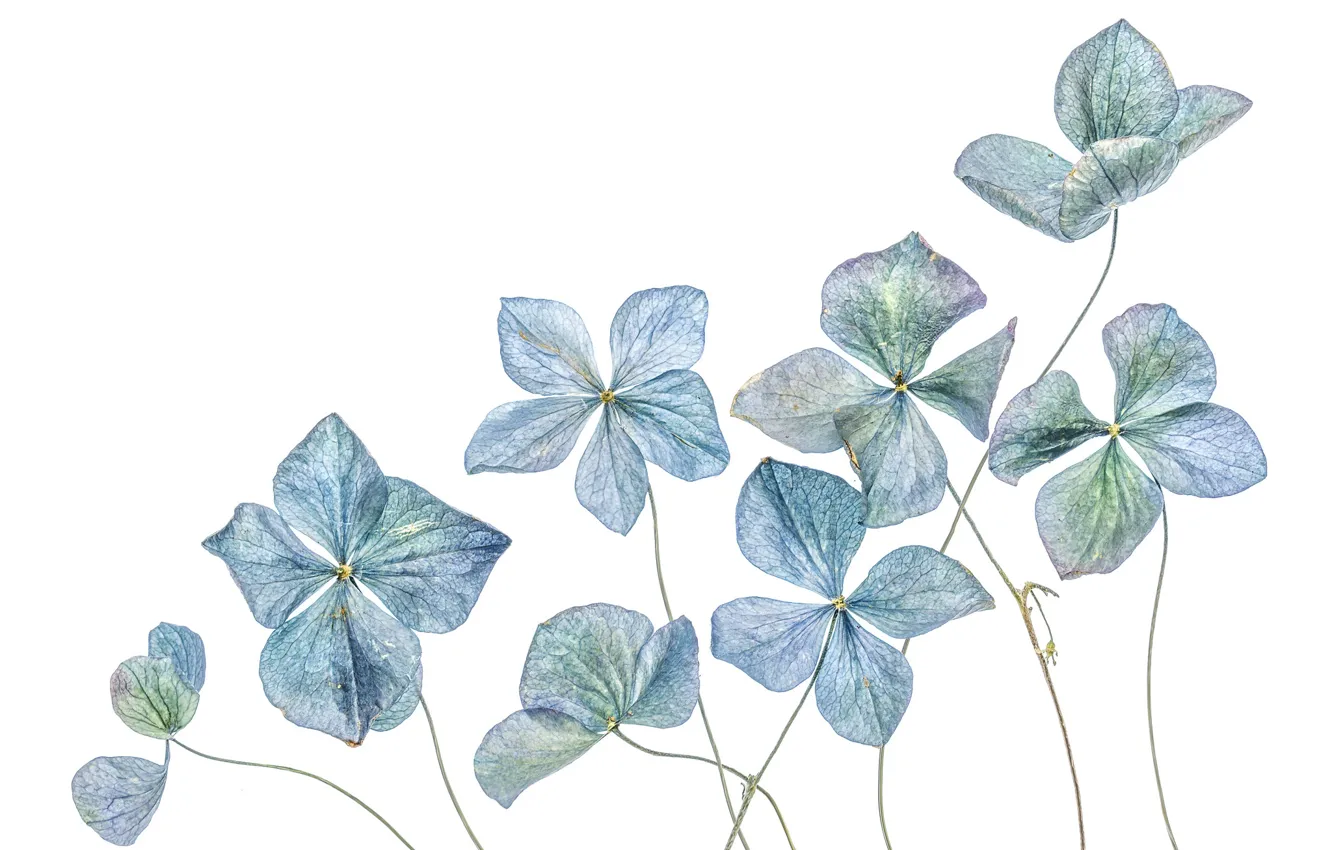 Photo wallpaper flowers, hydrangea, herbarium