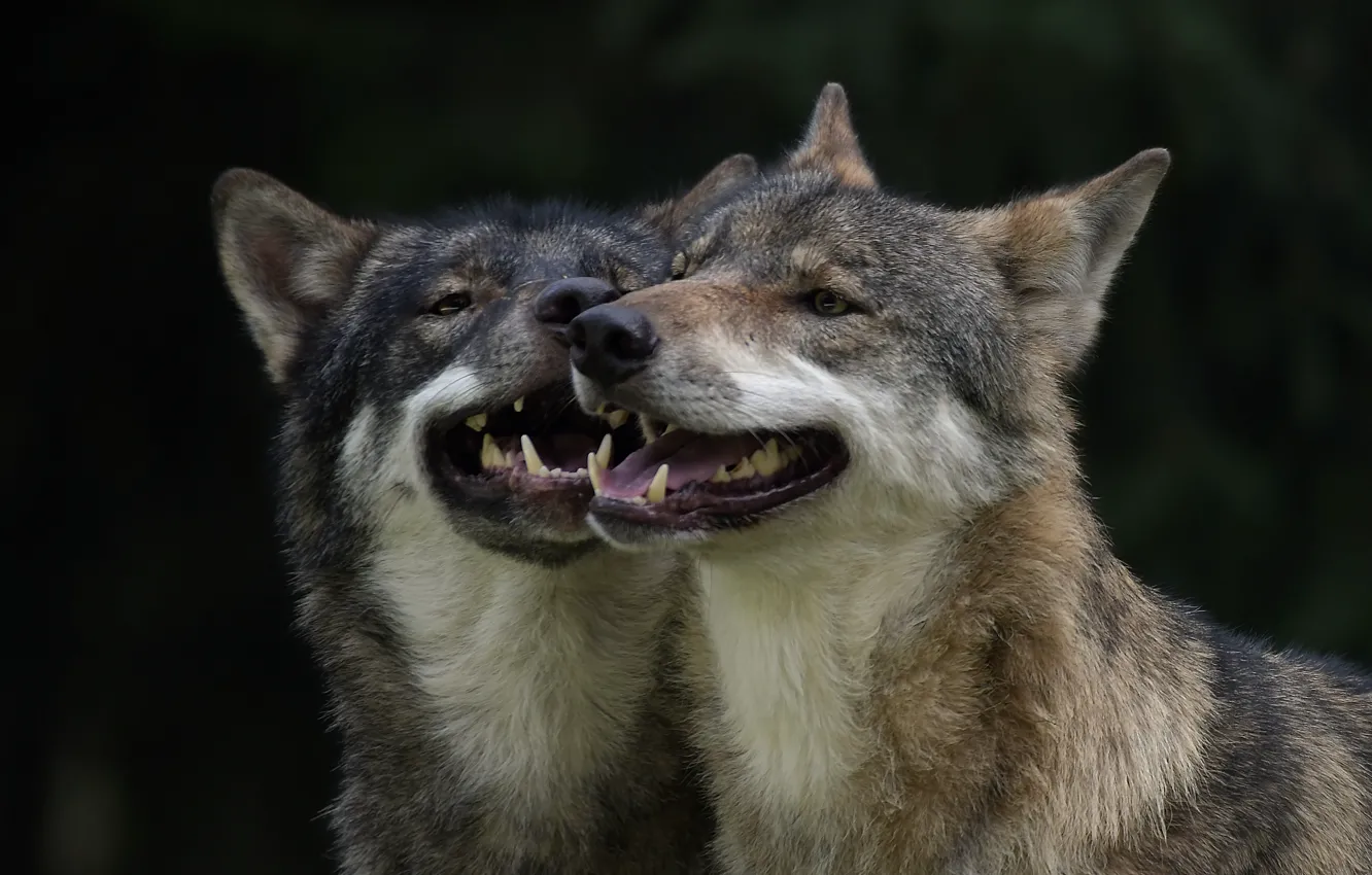 Photo wallpaper predators, pair, wolves