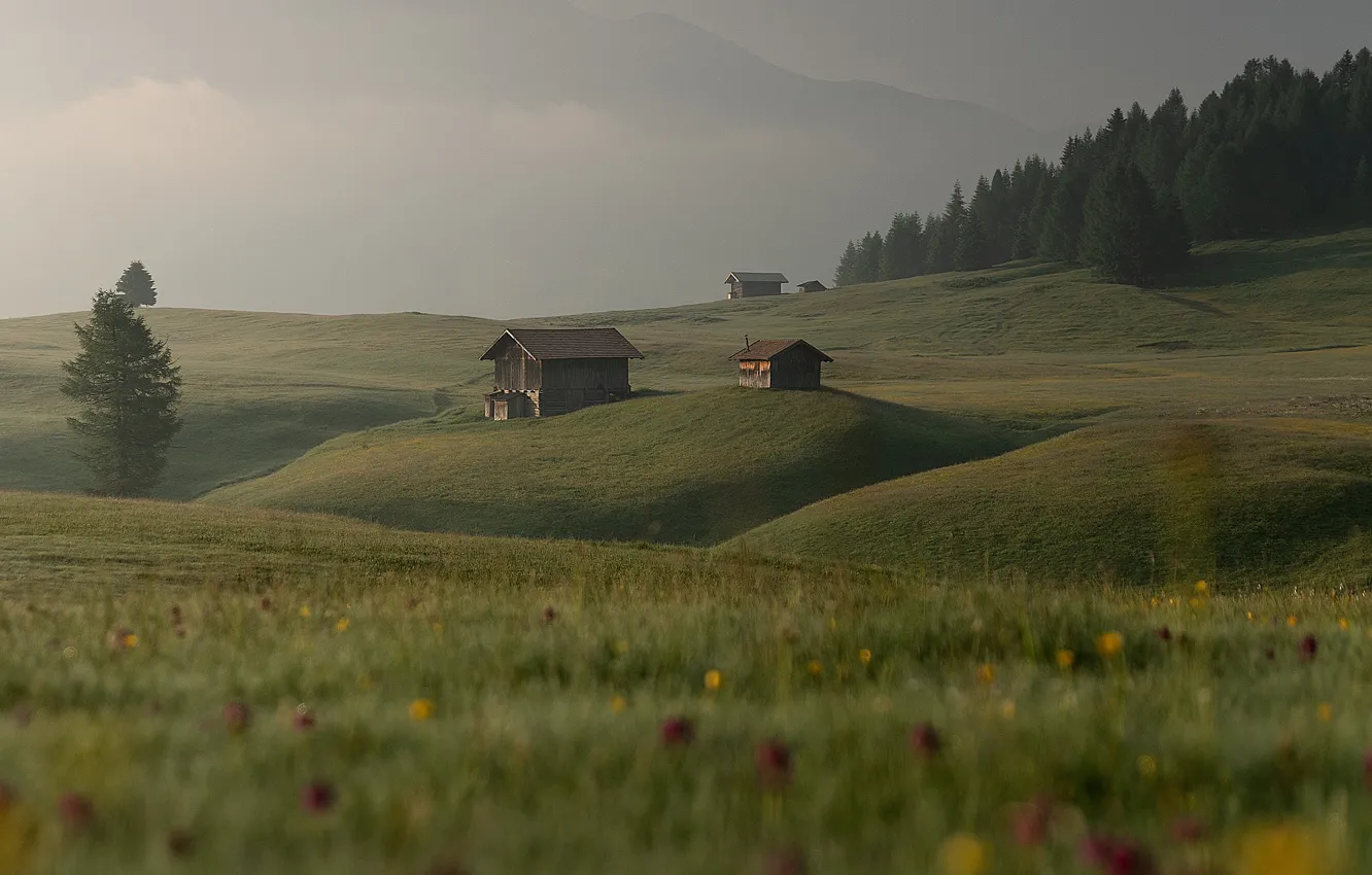 Photo wallpaper field, forest, summer, grass, flowers, mountains, green, fog