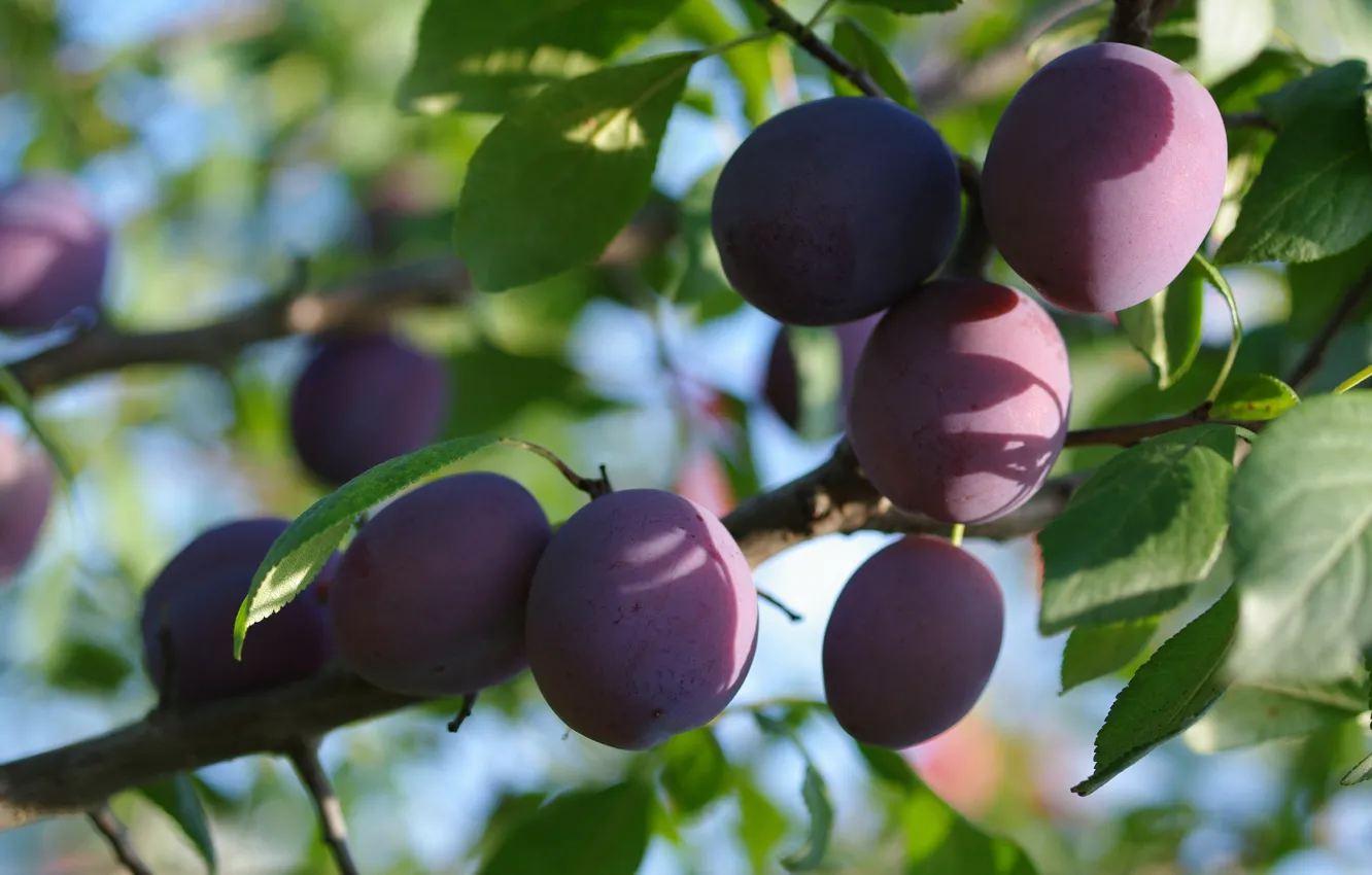 Photo wallpaper summer, branches, berries, harvest, fruit, cottage, drain, August