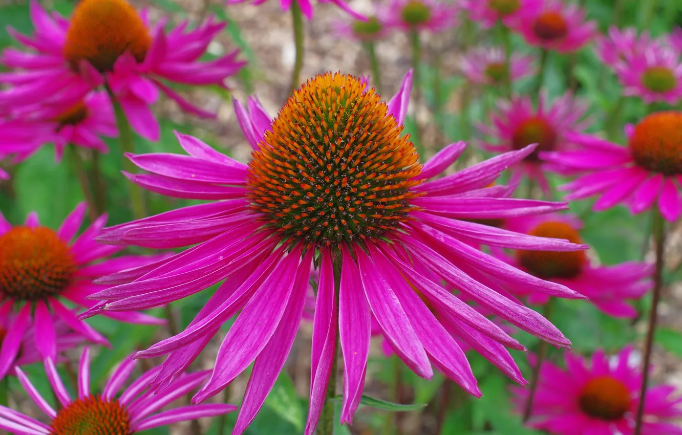 Photo wallpaper plant, petals, garden, Echinacea