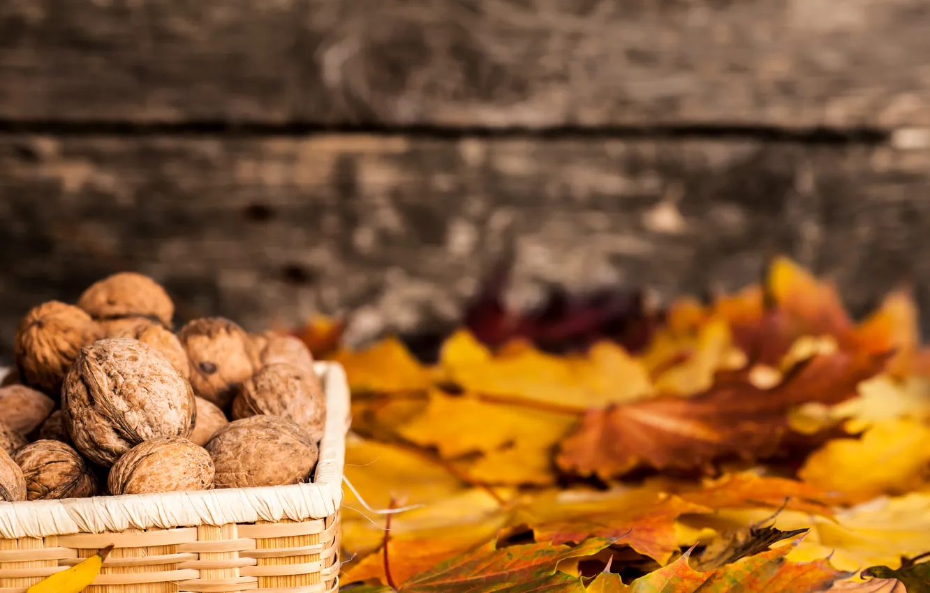 Photo wallpaper autumn, leaves, walnut