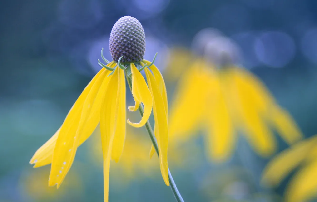 Photo wallpaper petals, stem, bokeh