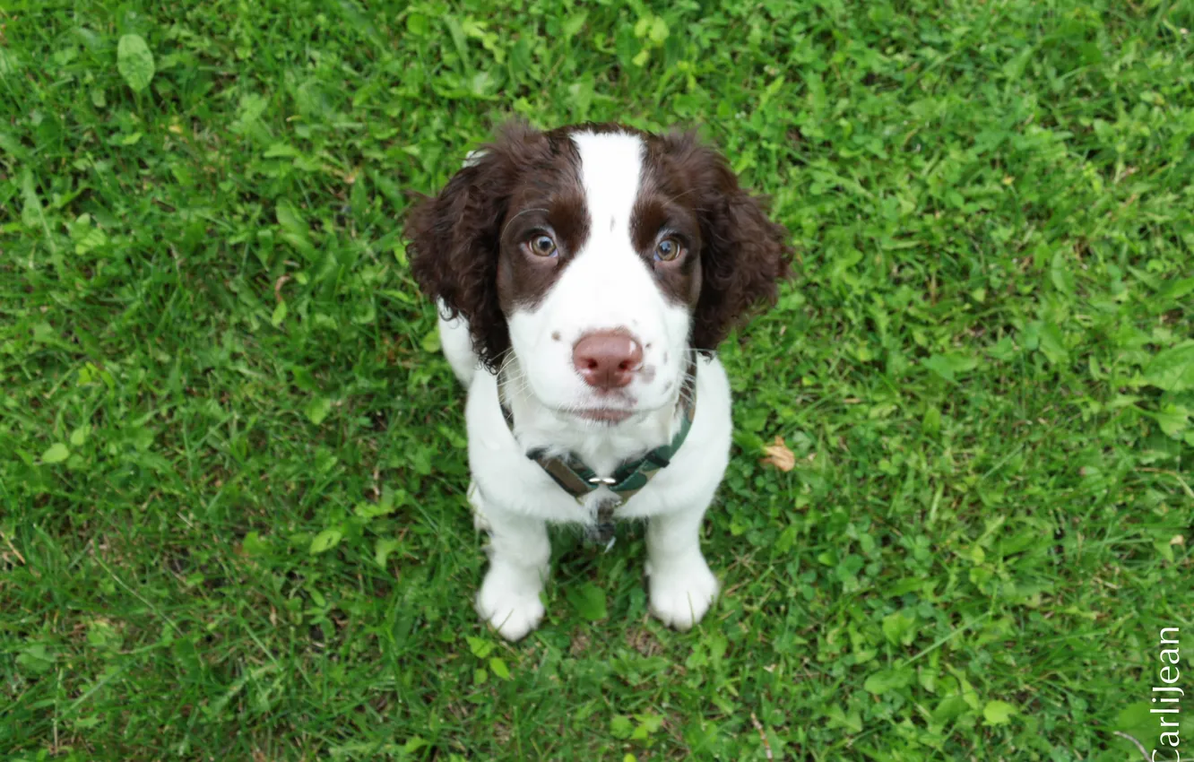 Photo wallpaper summer, grass, small, dog, Spaniel, 11 week old springer spaniel