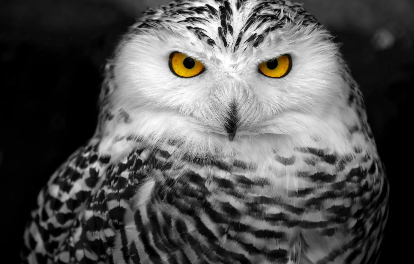 Photo wallpaper bird, snowy owl, white owl
