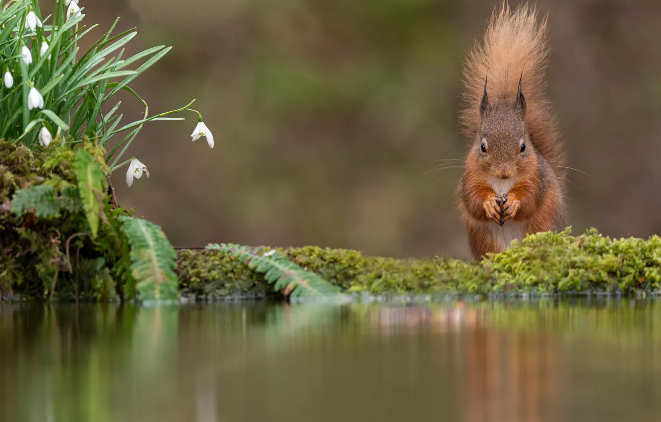 Photo wallpaper flowers, spring, protein, snowdrops, pond