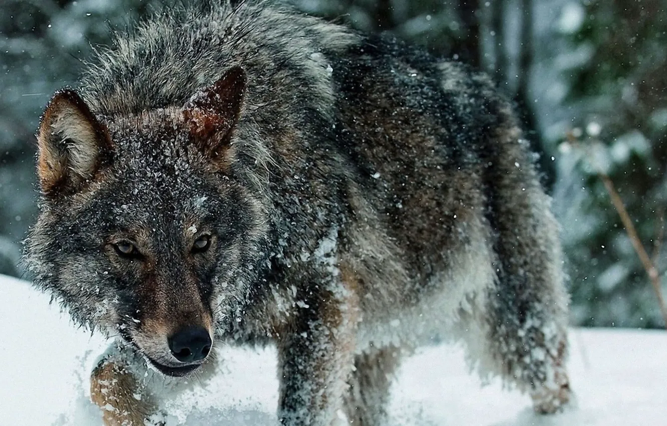 Photo wallpaper winter, snow, animal themes, animals in the wild, brown wolf, cold temperature