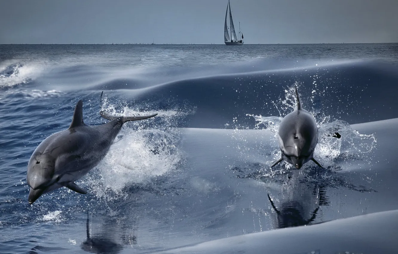 Photo wallpaper sea, collage, sailboat, dolphins