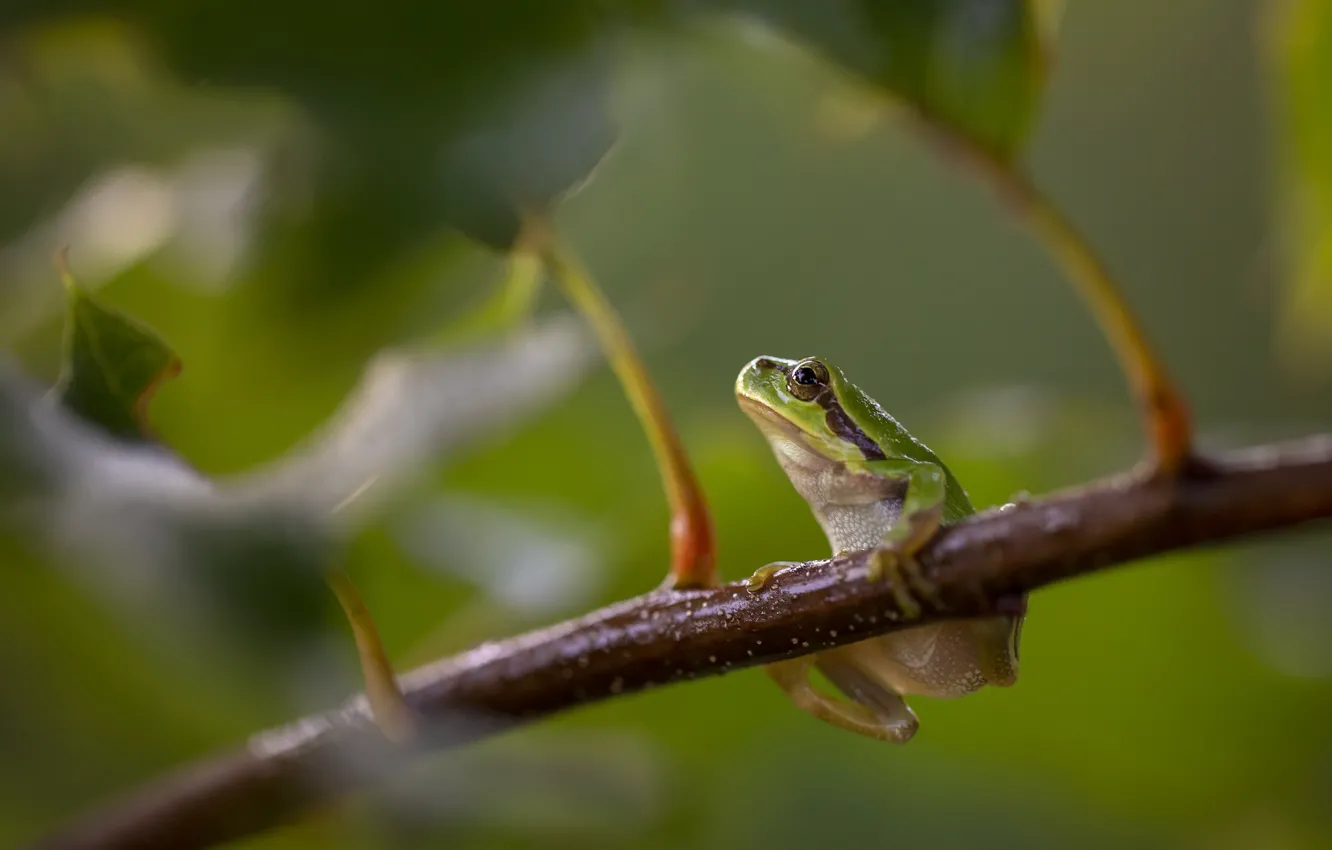 Photo wallpaper nature, The European Tree Frog, European Tree Frog