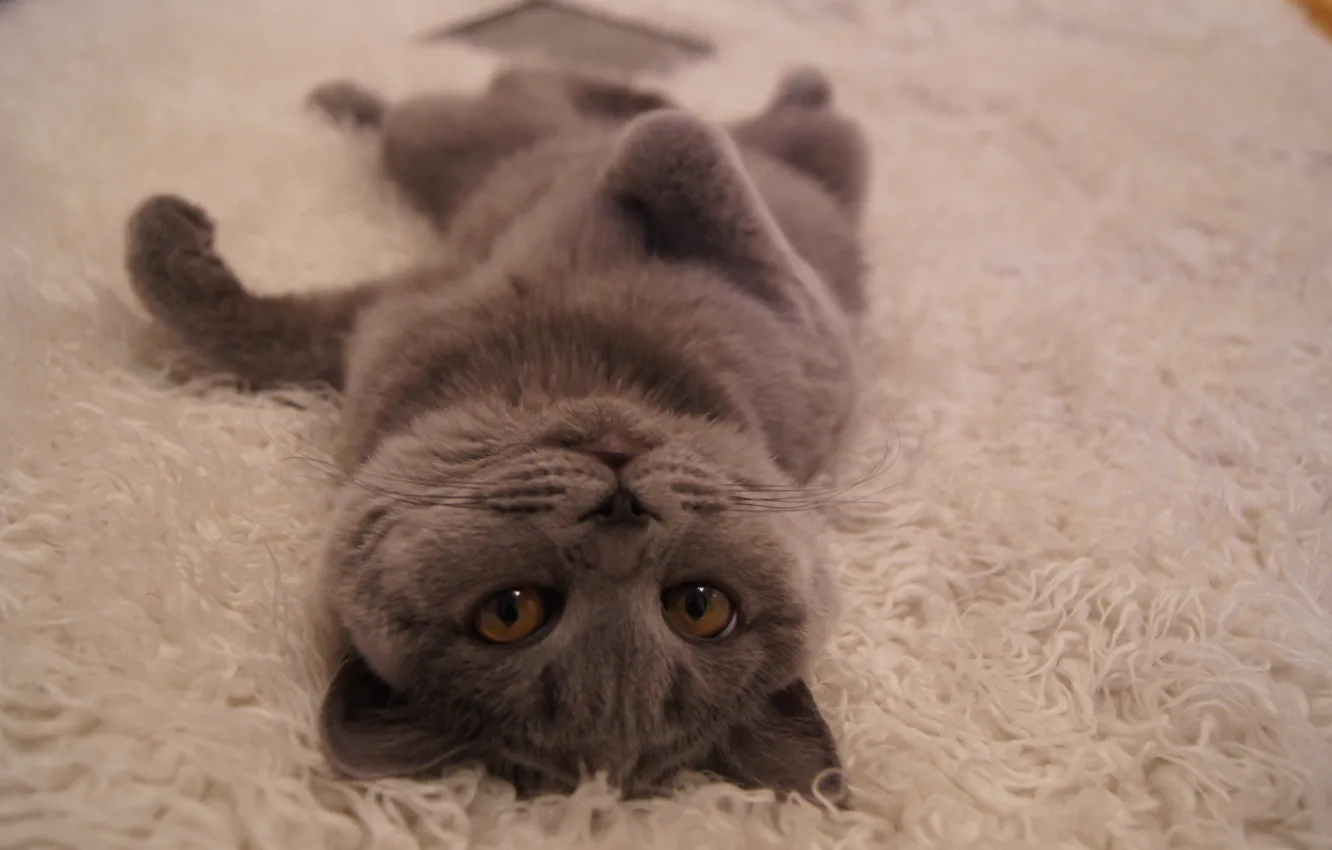 Photo wallpaper cat, lies, British