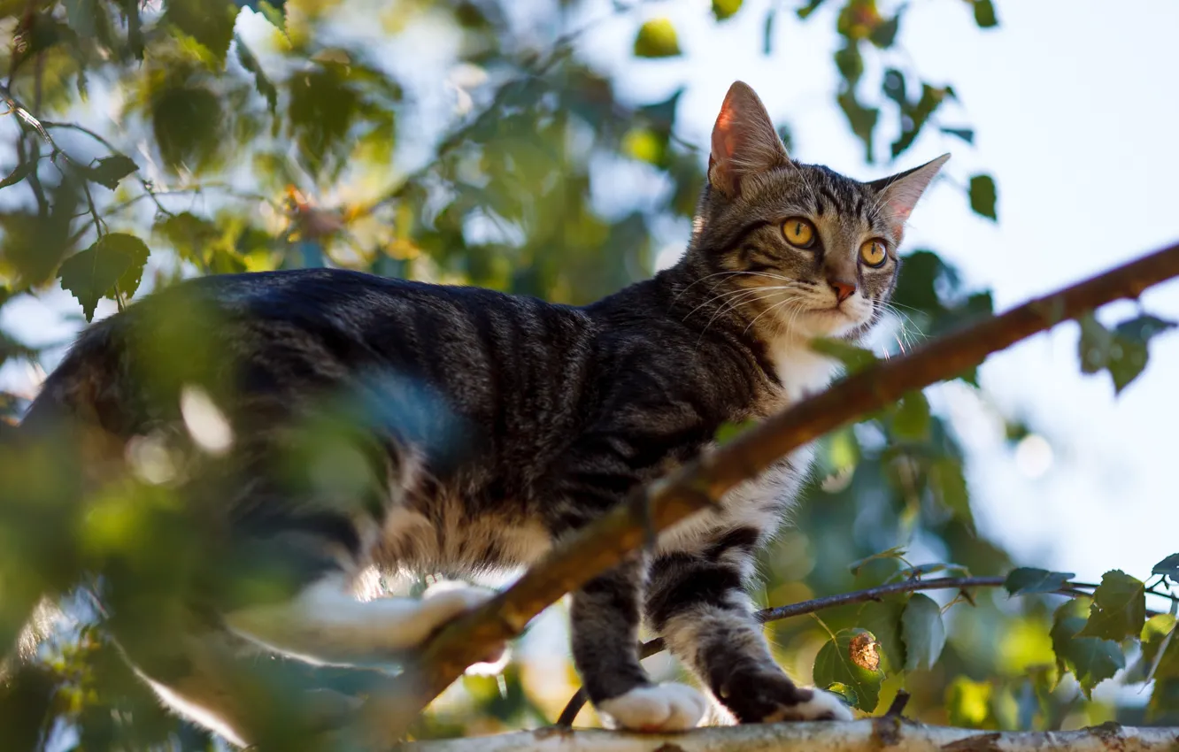 Photo wallpaper cat, cat, kitty, tree, foliage, branch, kitty, bokeh