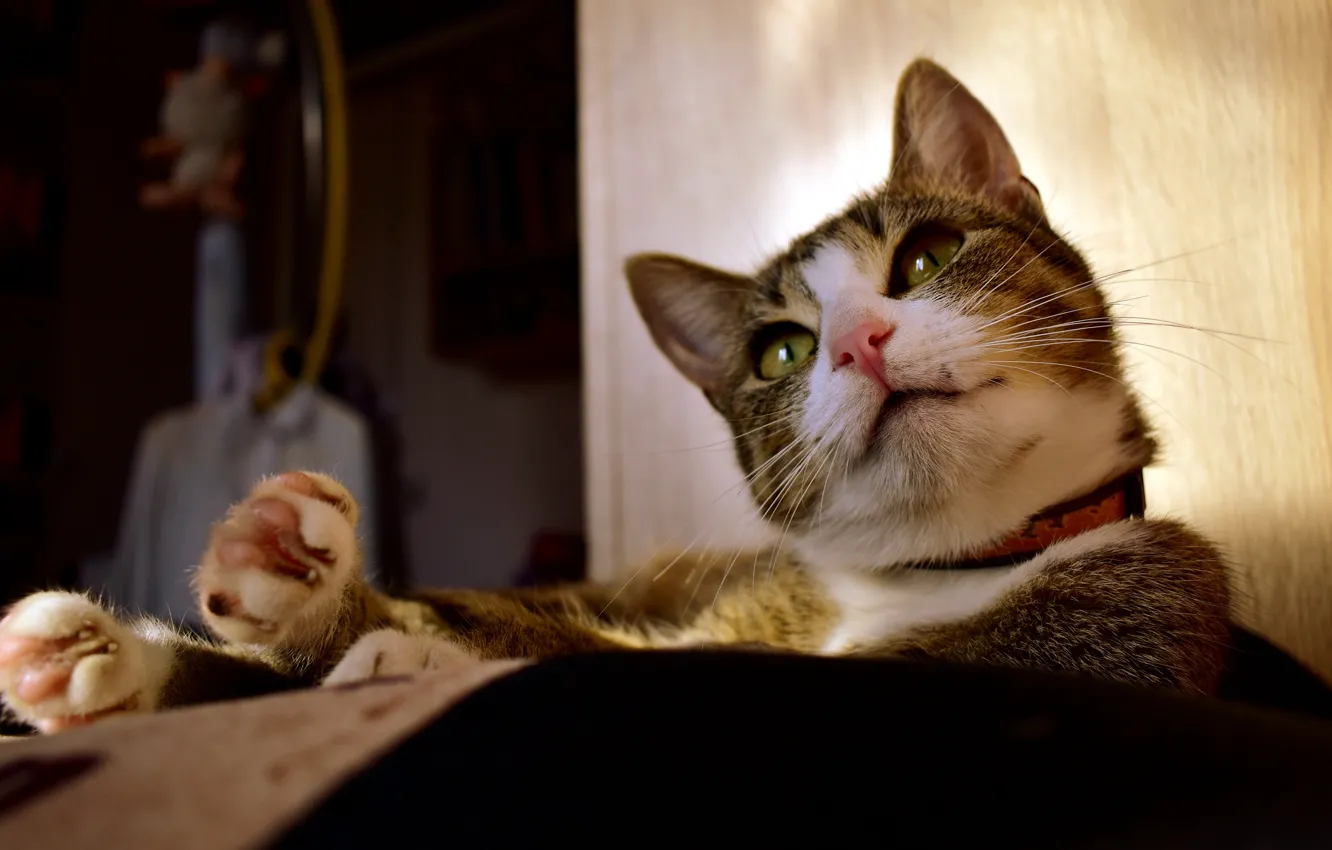 Photo wallpaper cat, cat, look, face, pose, room, portrait, paws