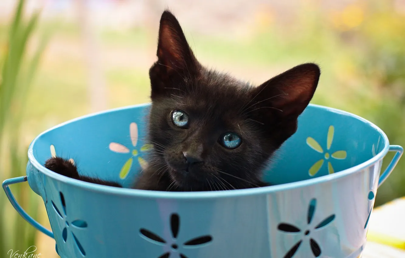 Photo wallpaper look, black, Cup, kitty