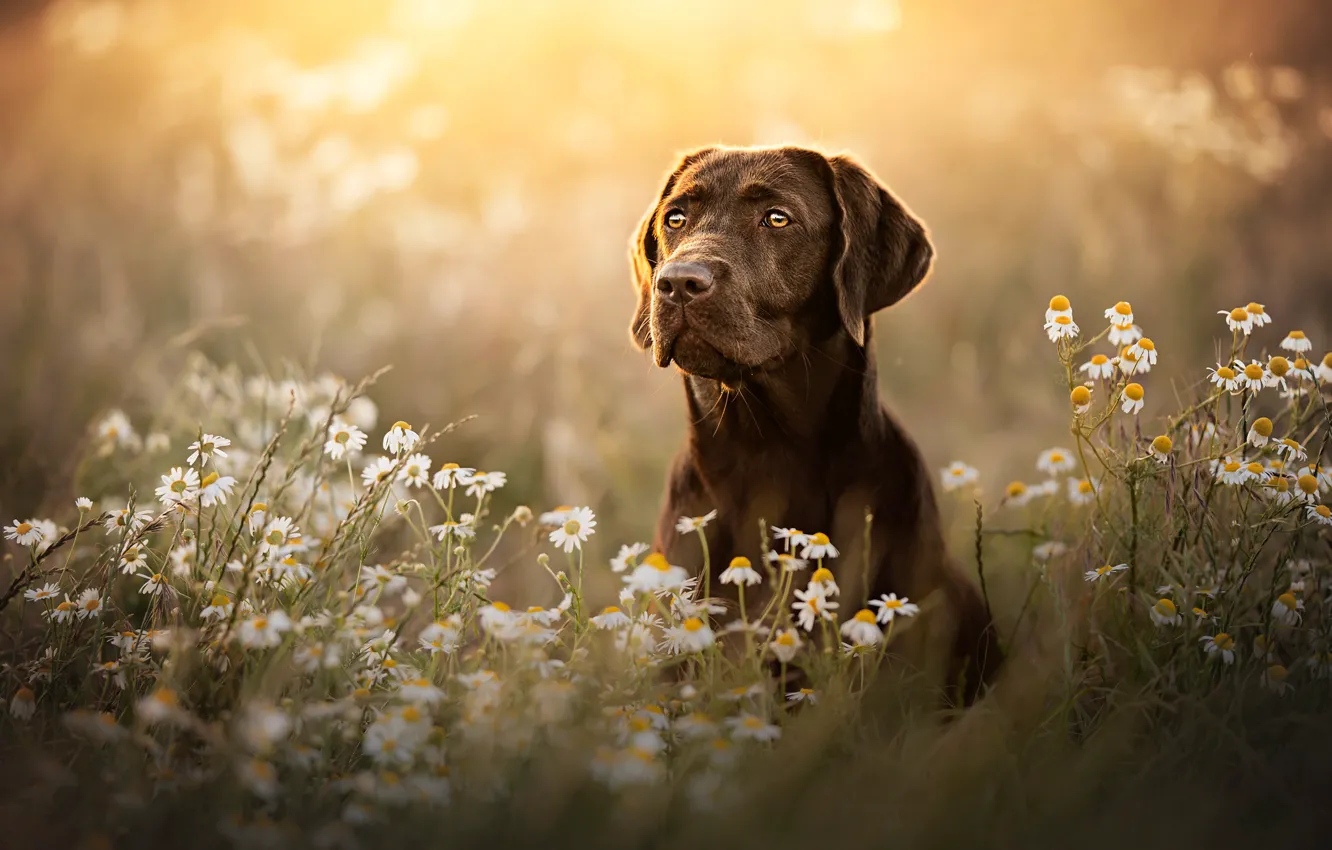 Photo wallpaper face, flowers, chamomile, dog, Labrador Retriever
