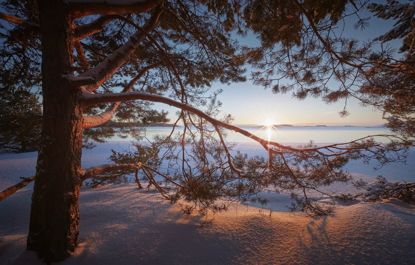 Photo wallpaper winter, snow, trees, branches, lake, dawn, morning, the snow