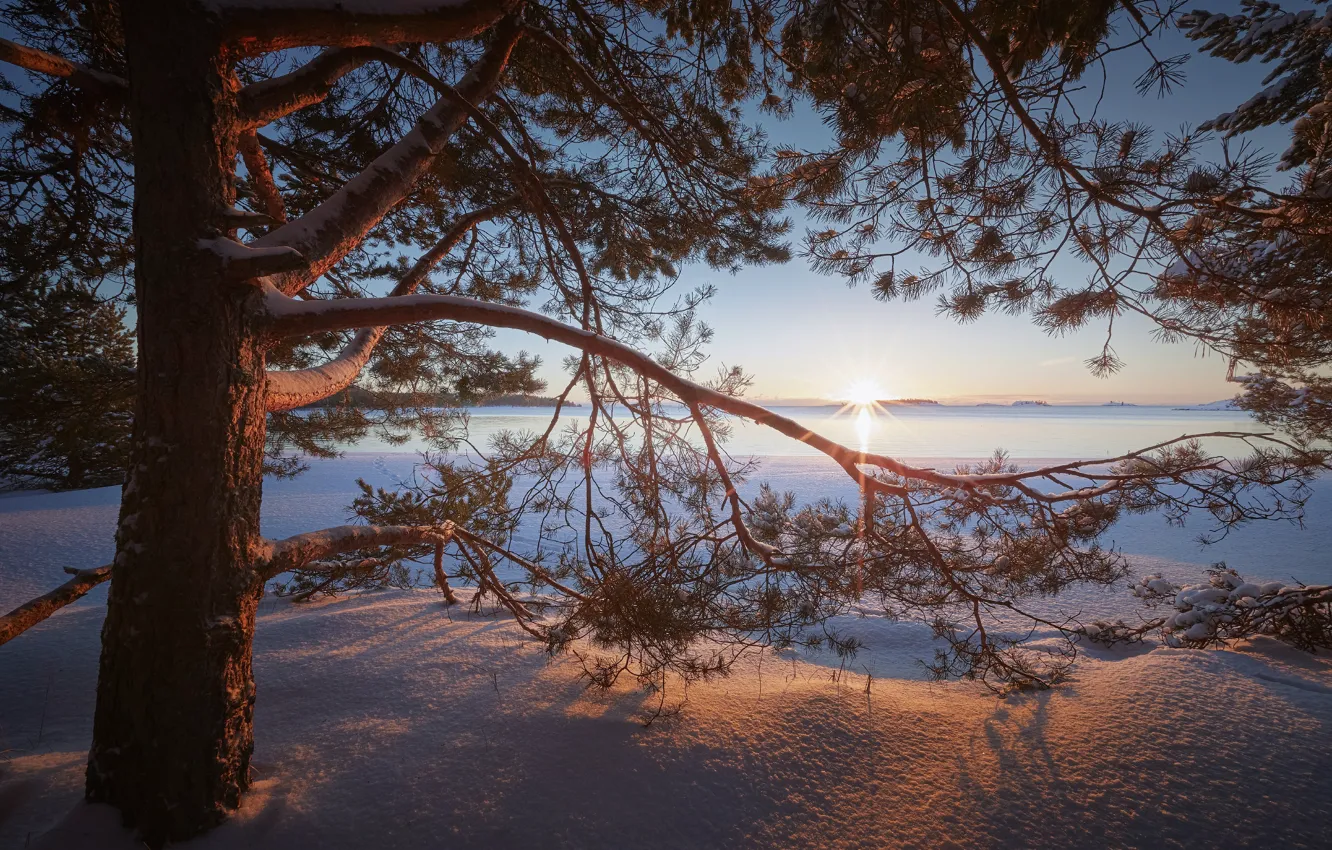 Photo wallpaper winter, snow, branches, lake, tree, dawn, morning, the snow