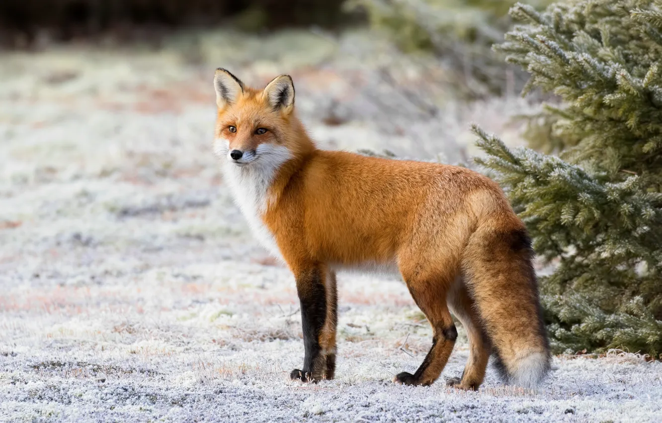 Photo wallpaper snow, beauty, tail, Fox, fur, red, Fox