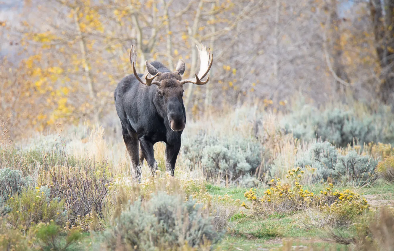 Photo wallpaper nature, background, moose
