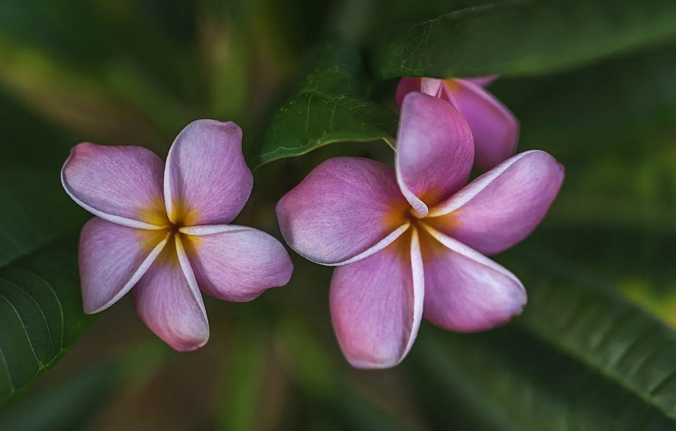 Photo wallpaper leaves, nature, petals, plumeria